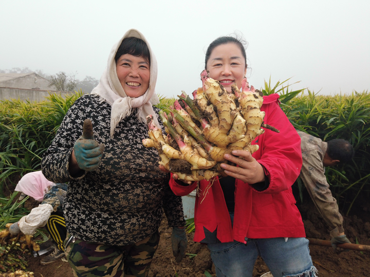 Ginger in Weifang and Laizhou areas of Shandong, China