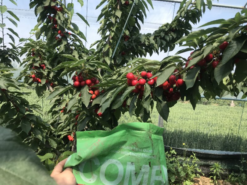 Hortiland’s high quality CombiFast WSF fertilisers on Cherry trees in China.